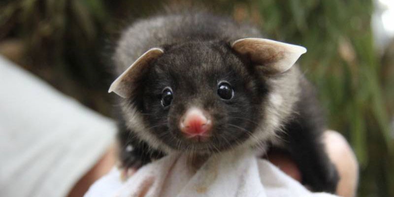 Blossom, a Yellow-bellied Glider Joey via Taronga Zoo