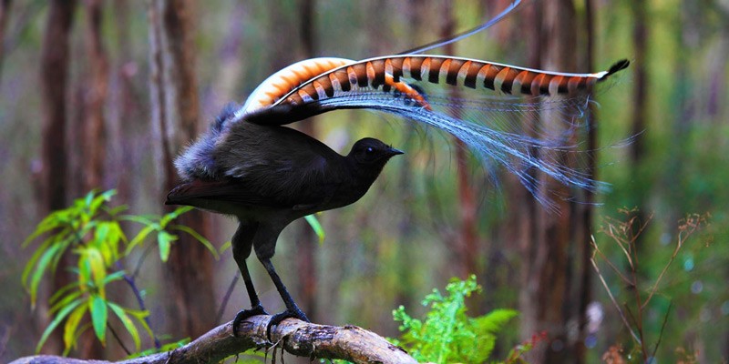 Superb lyrebird in Marysville State Forest, Australia © Donovan Wilson