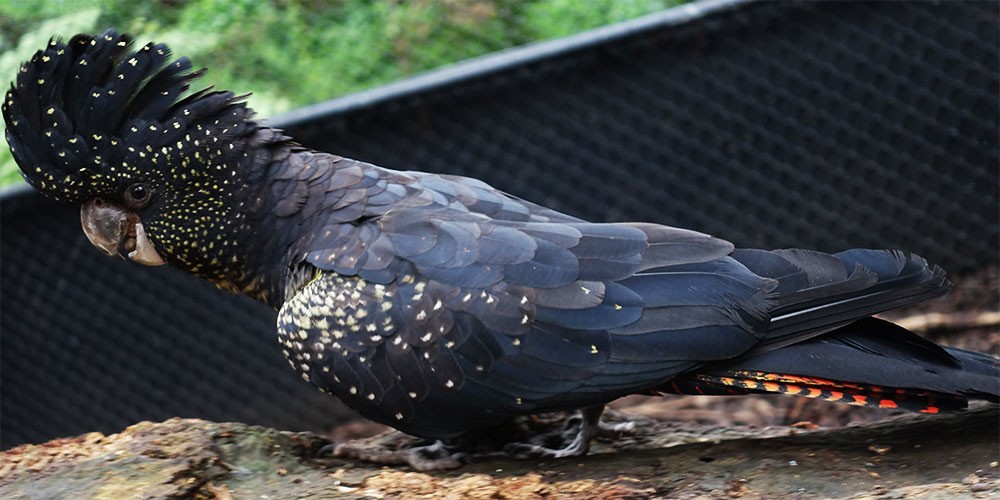 Red-tailed Black Cockatoo © 2018 Echo Active